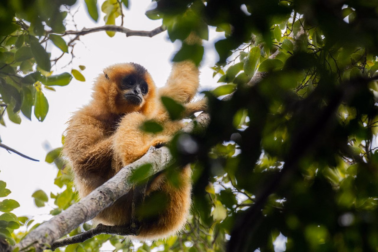 Jahoo Gibbon Camp