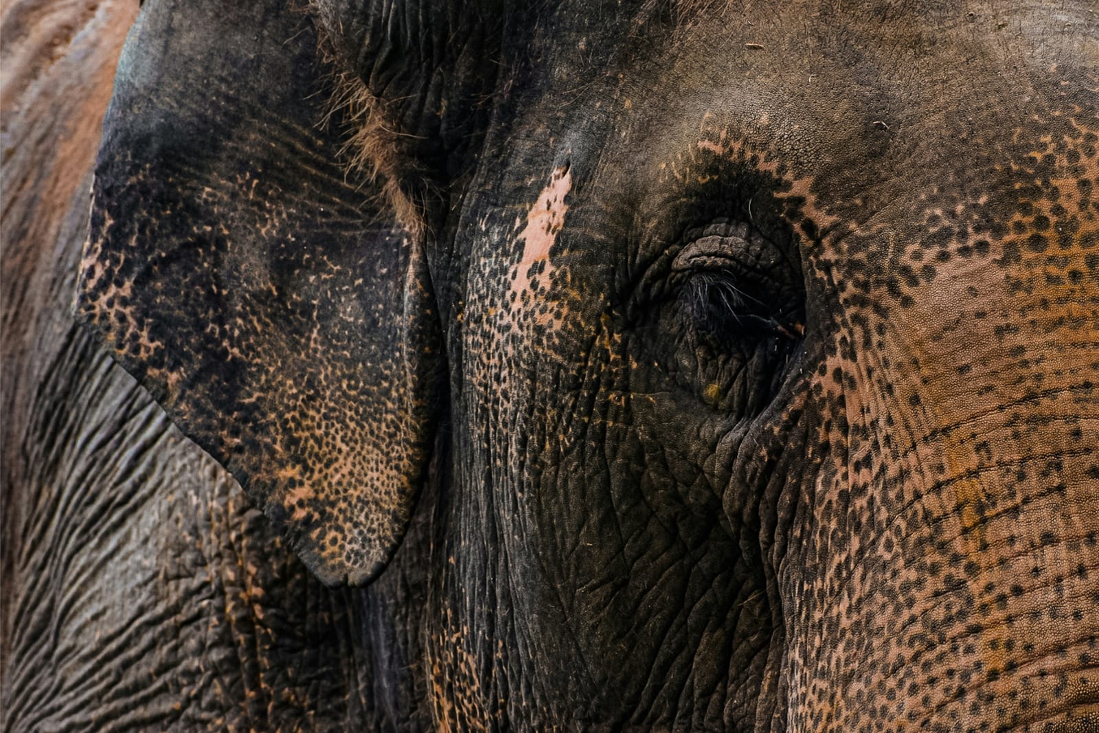 Ethical Elephants & Karen Culture