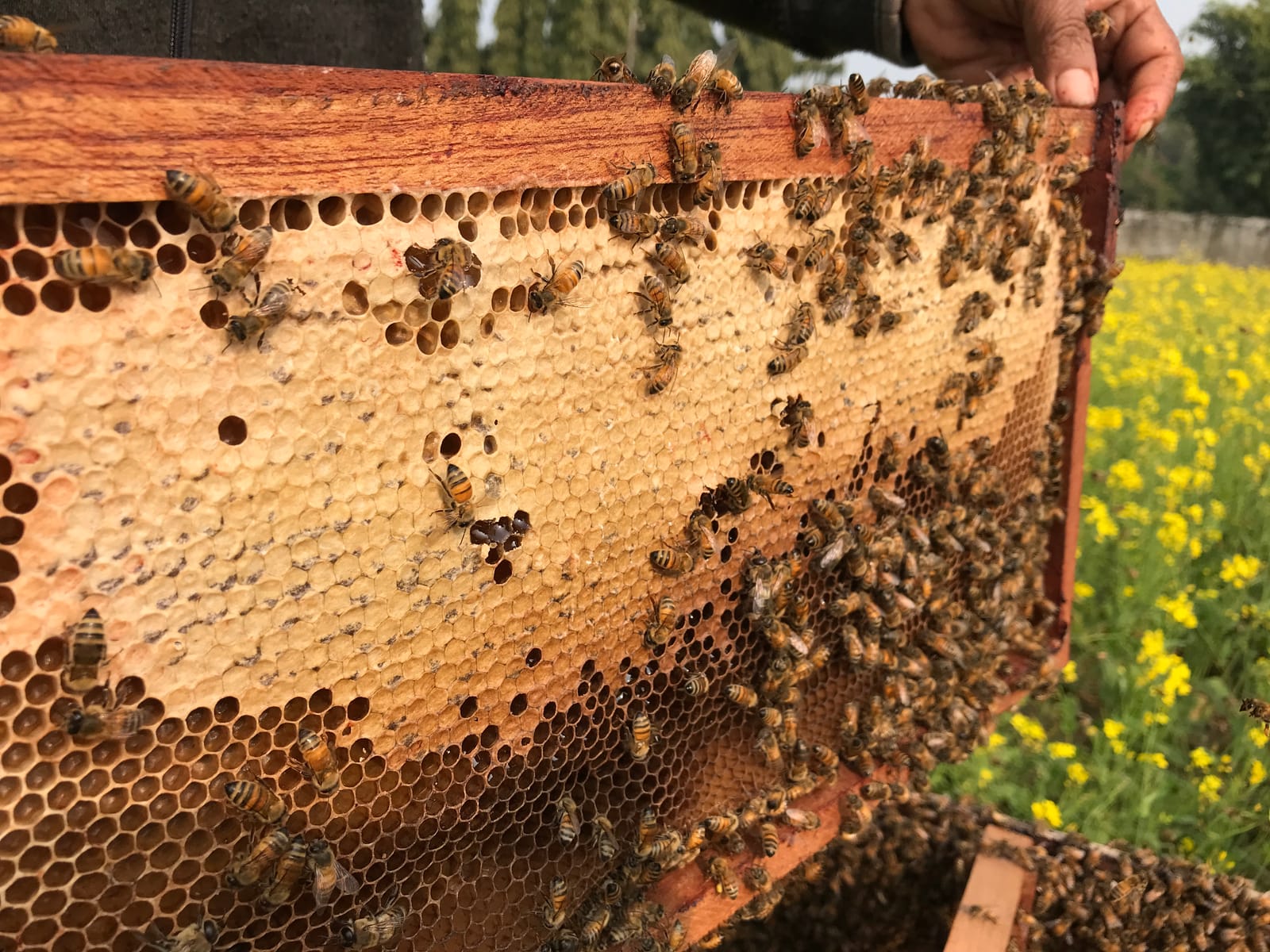 Honeybee Homestay