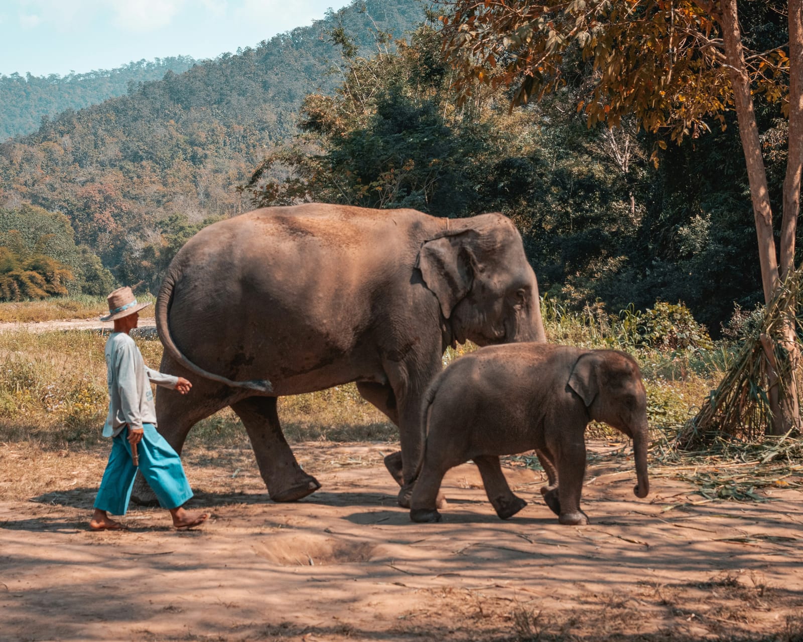 Elephant & Mahout Welfare Activism