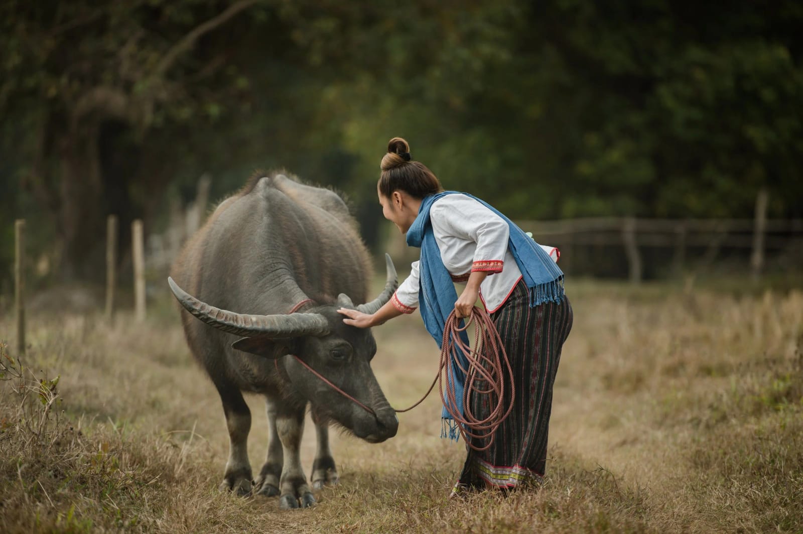 Laos Buffalo Dairy
