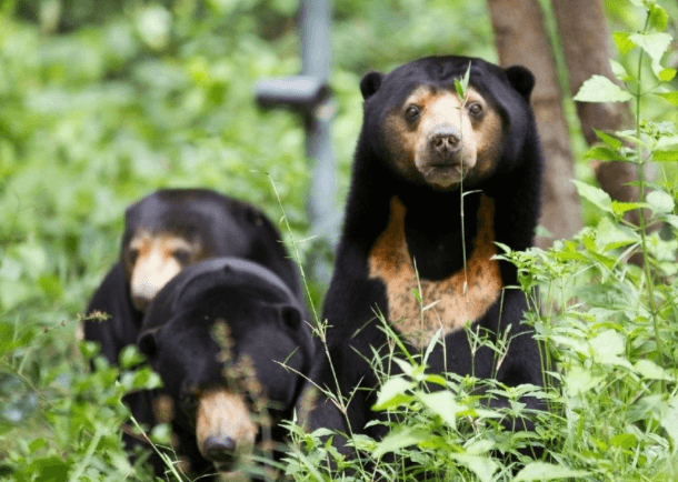 Free the Bears