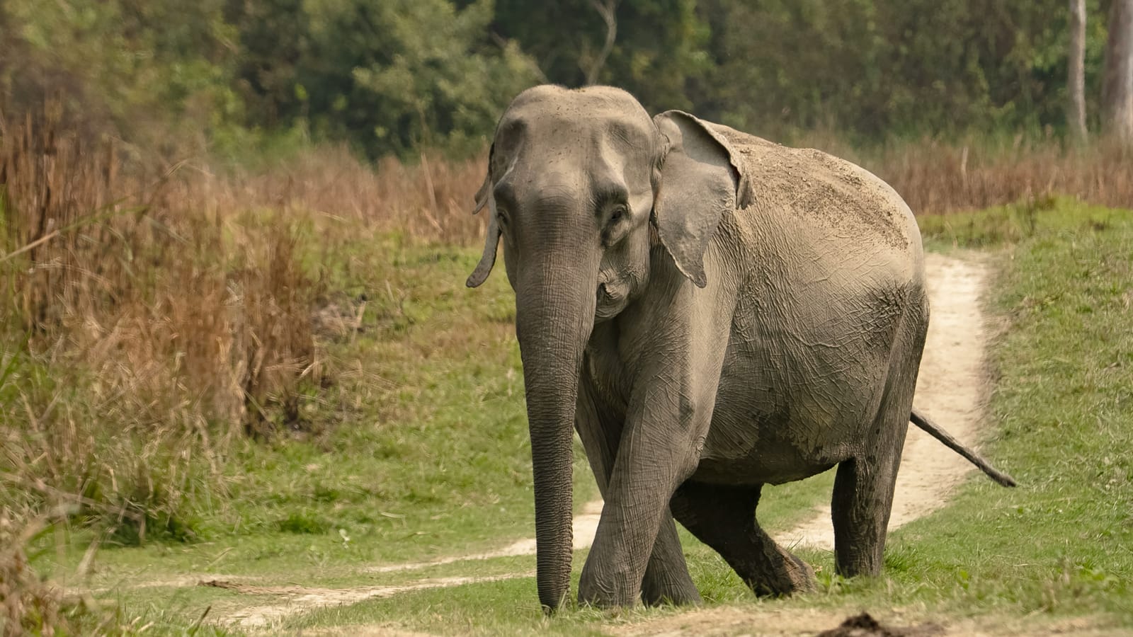 StandUp4Elephants